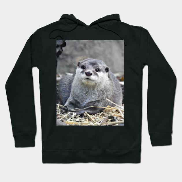 Asian Small-Clawed Otter Hoodie by kirstybush